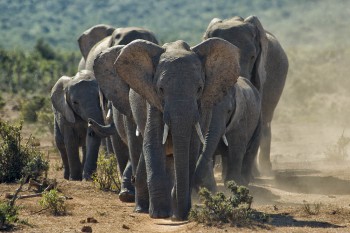 Addo Elephant Park, Elefanten, Safari, Garden Route Tour