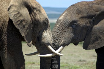 Addo, Elephant, Park, Safari, Elefanten