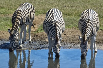 Addo Elephant Park, Safari, Zebra, Zebras, Garden Route Safari