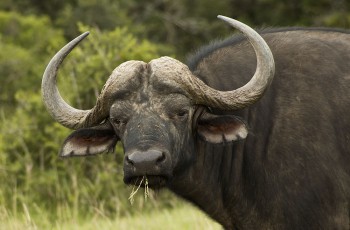 Addo Elephant Park, Büffel, Safari