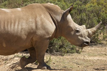 Garden Route Safari, Tour, Nashorn