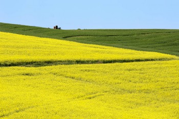 Raps, Overberg, Garden Route