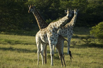Schotia Private Game Reserve, Giraffen, Safari