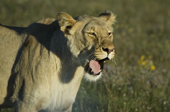 Löwe, Safari, Schotia Private Game Reserve