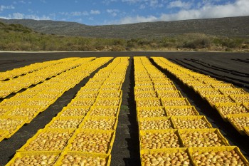 Trockenobst, Montagu, Kleine Karoo