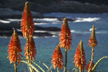 Garden Route Rundreise, Tour, Tsitsikamma National Park, Storms River Mouth, Aloen