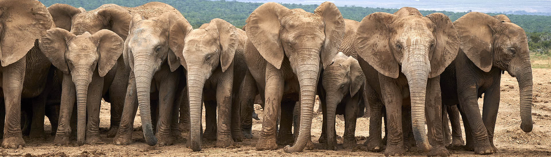Addo Elephant Park, Elefant, Elefanten, Safari