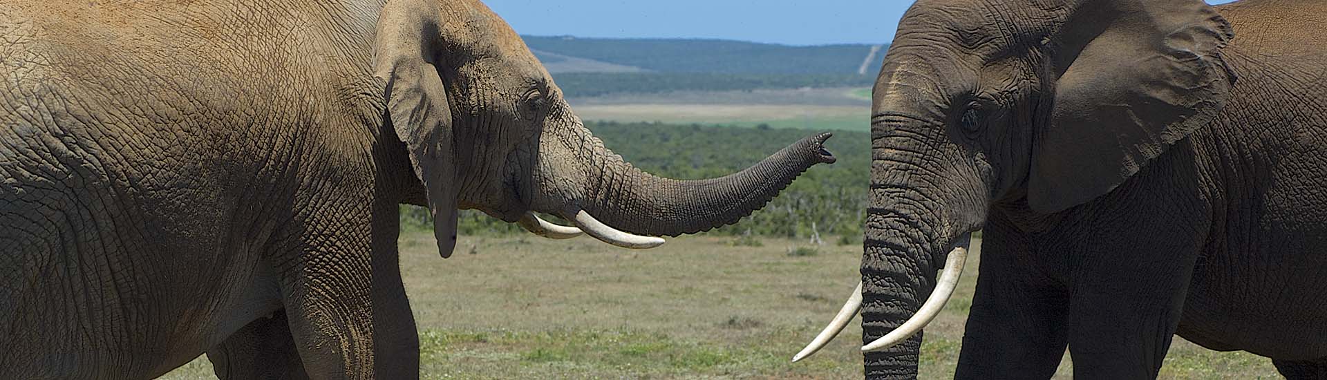 Addo Elephant Park, Elefant, Elefanten, Safari