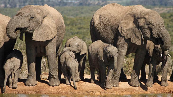 Addo Elephant Park, Elefanten, Safari