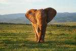 Addo Elephant Park, Safari, Game Drive, Elefant