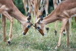 Kariega, Safari, Impala