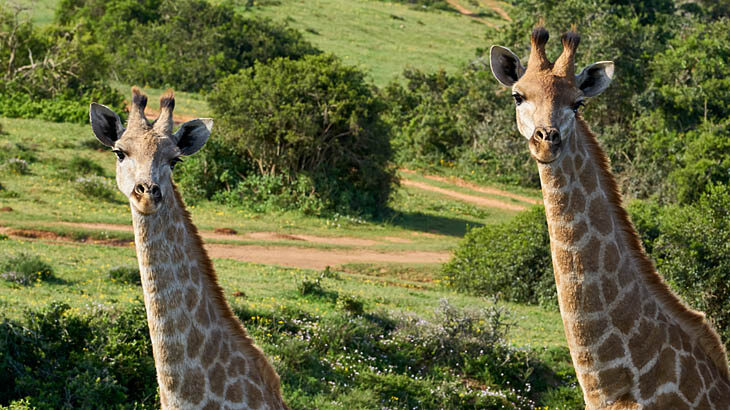 Safari, Schotia Private Game Reserve, Giraffen, Garden Route Touren